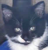 Whiskerdash