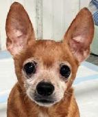 Chico