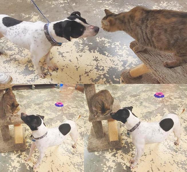 Dog at Mason County Animal Shelter, Point Pleasant, WV