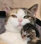 91 Momma Ridge Cat & Kittens