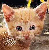 Queso