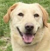 Maximus